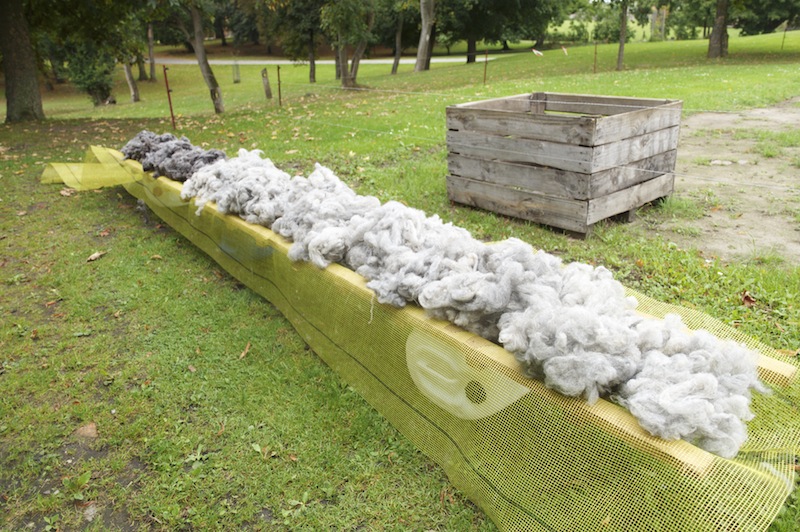 lose Schafwolle hell und dunkel