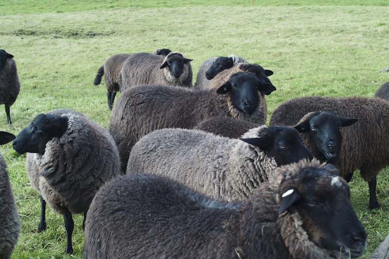 männliche Zuchtschafe