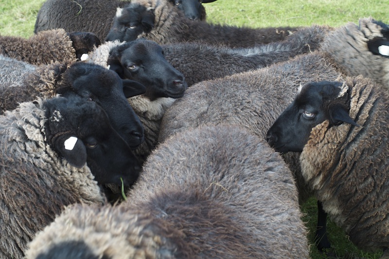 weibliche Zuchtschafe