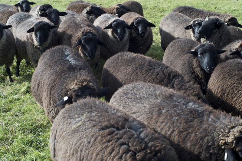 männliche Zuchtschafe